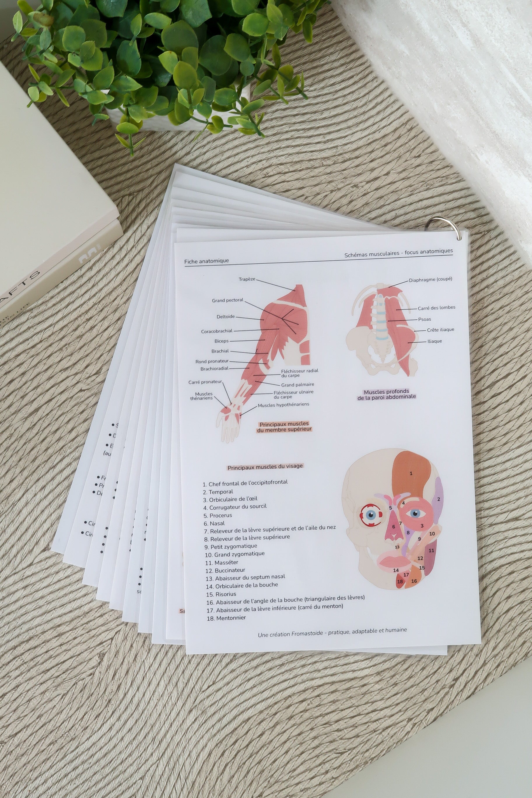 Planches anatomiques (10)