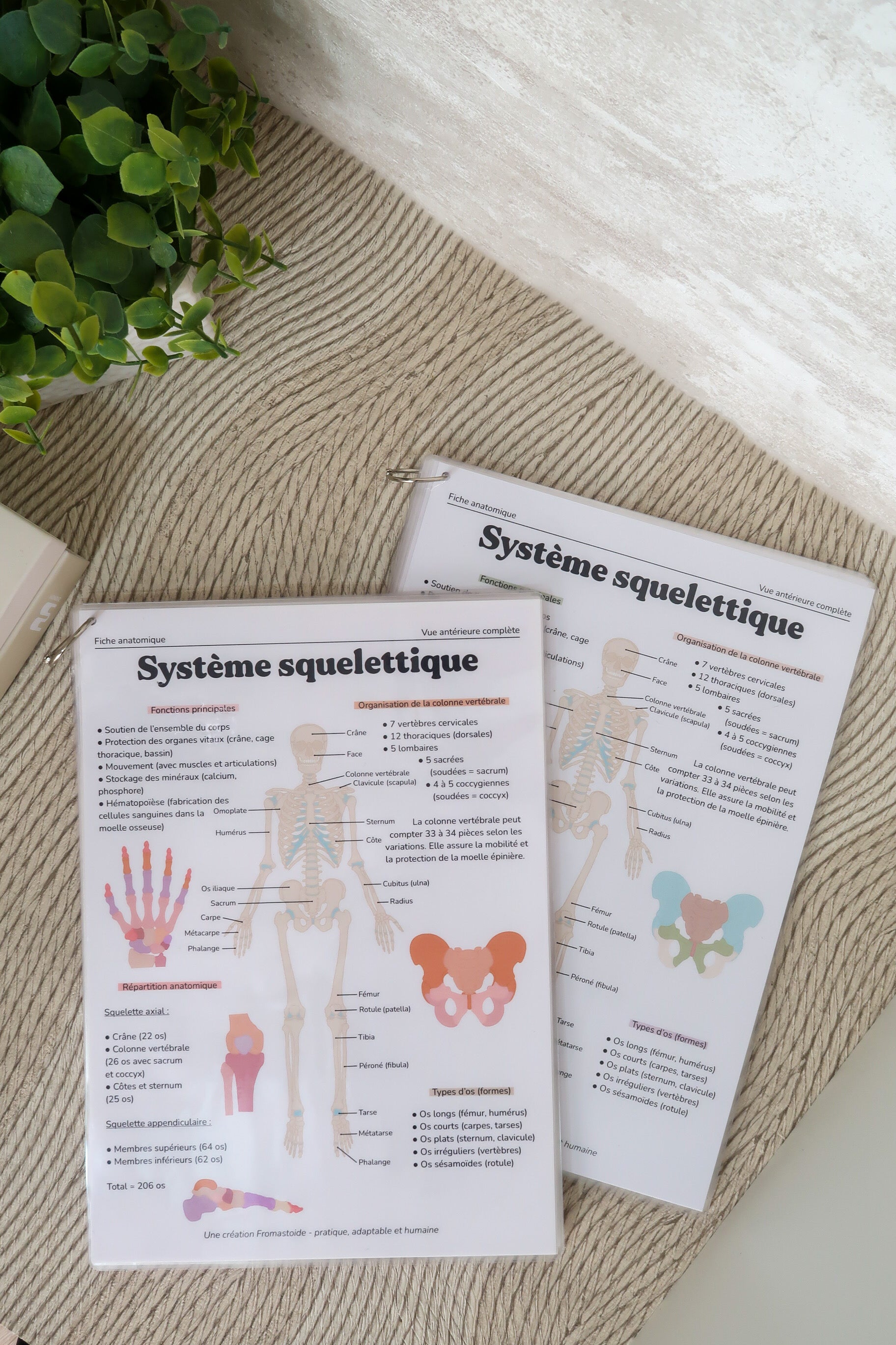 Planches anatomiques (10)