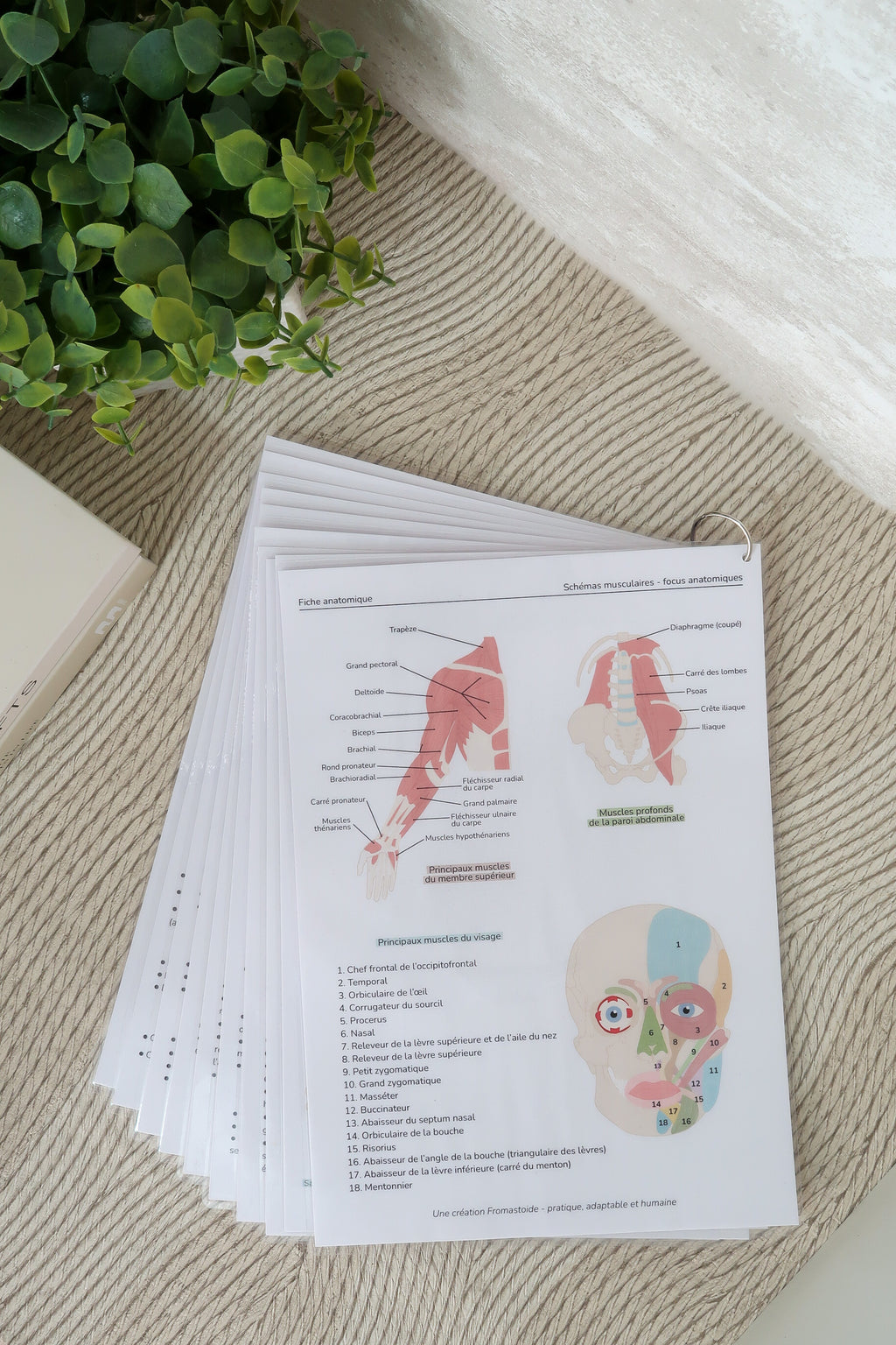 Planches anatomiques (10)