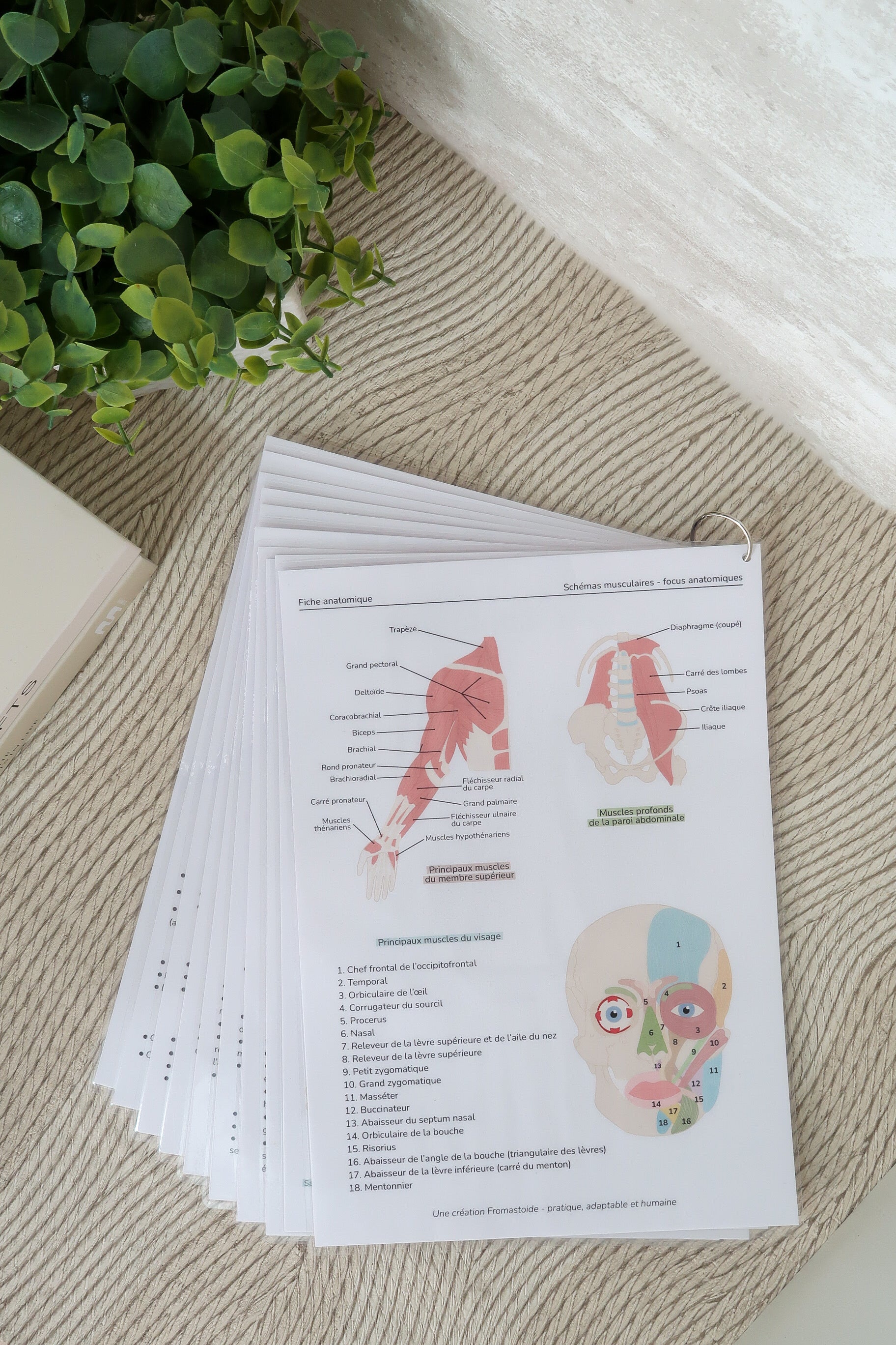 Planches anatomiques (10)