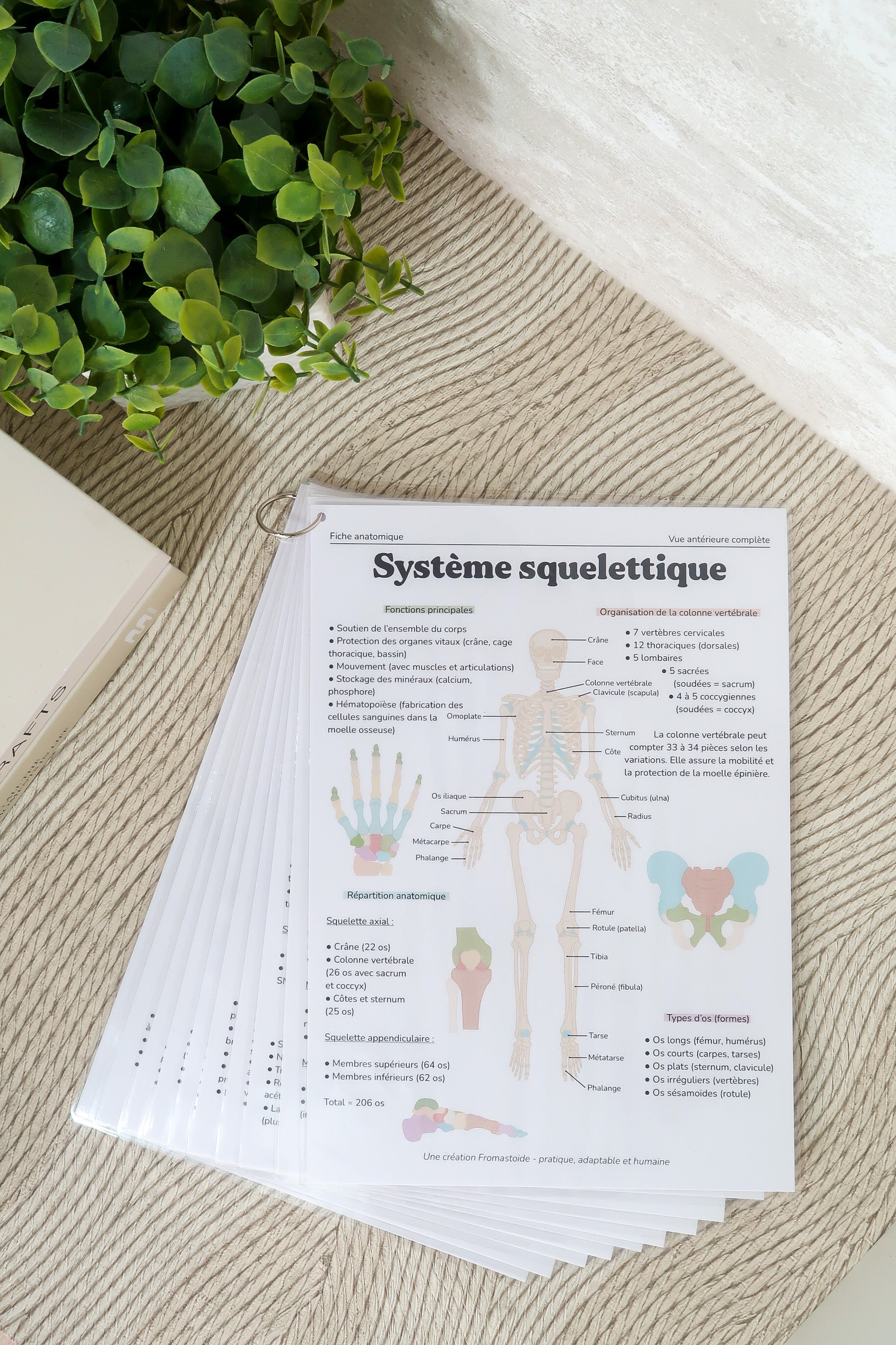 Planches anatomiques (10)
