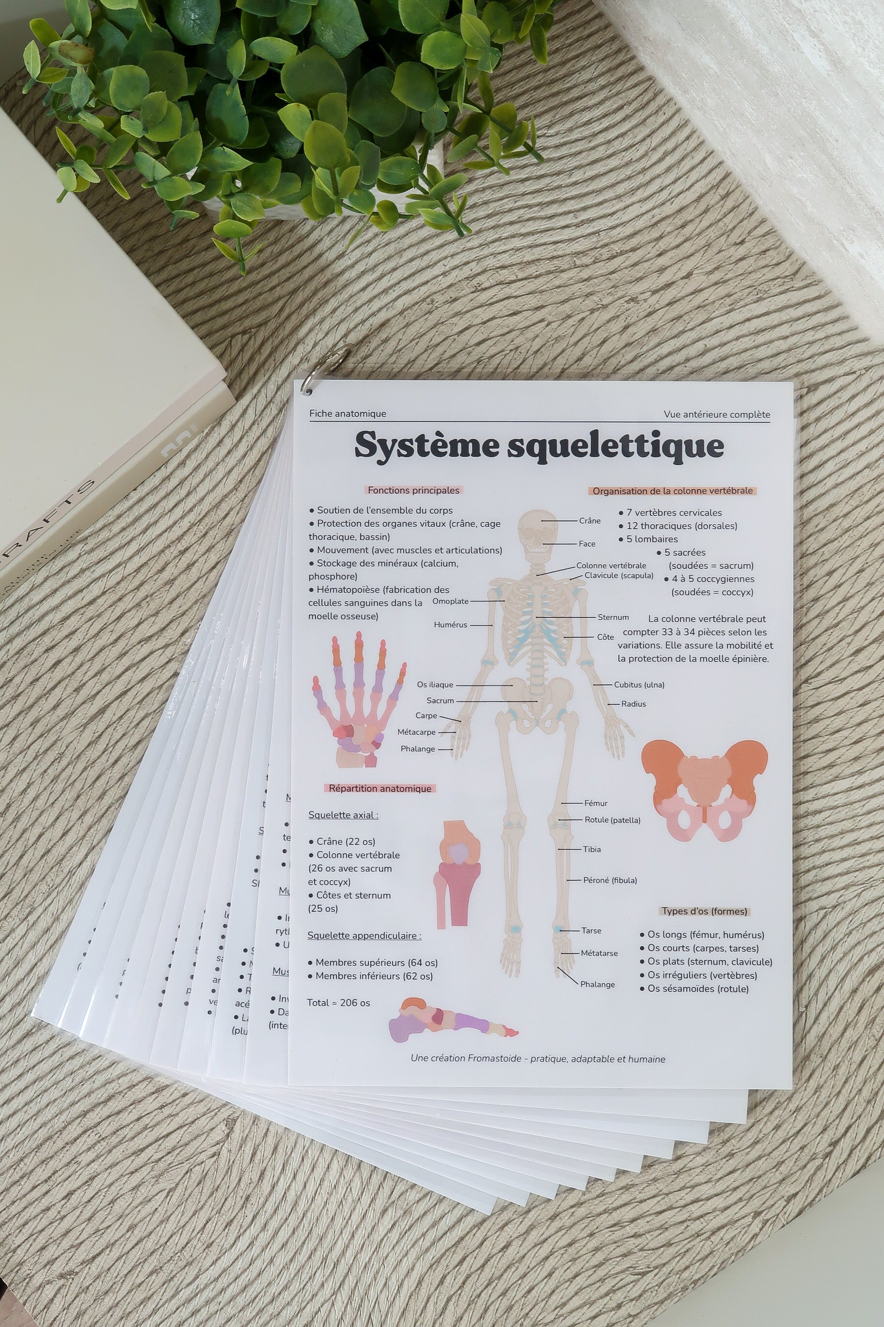 Planches anatomiques (10)